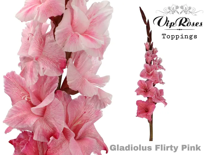 Glad Gr Flirty Pink 110 cm