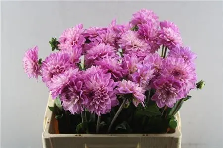 Dahlia Happy Pink 50 cm