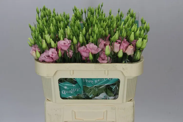 Eust Du Lisanne L Pink X60 72 cm