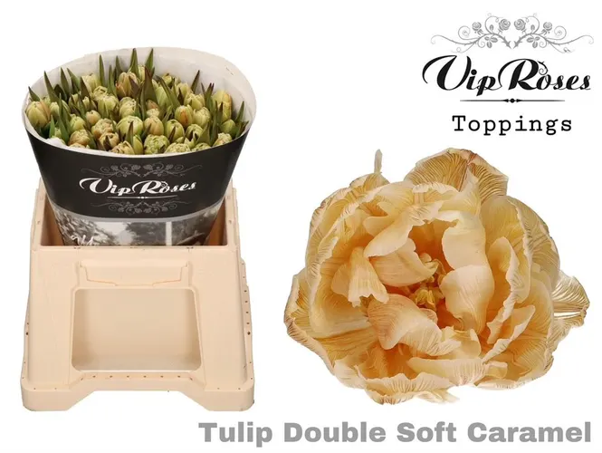 Tulipa Vip Du Double Soft Caramel
