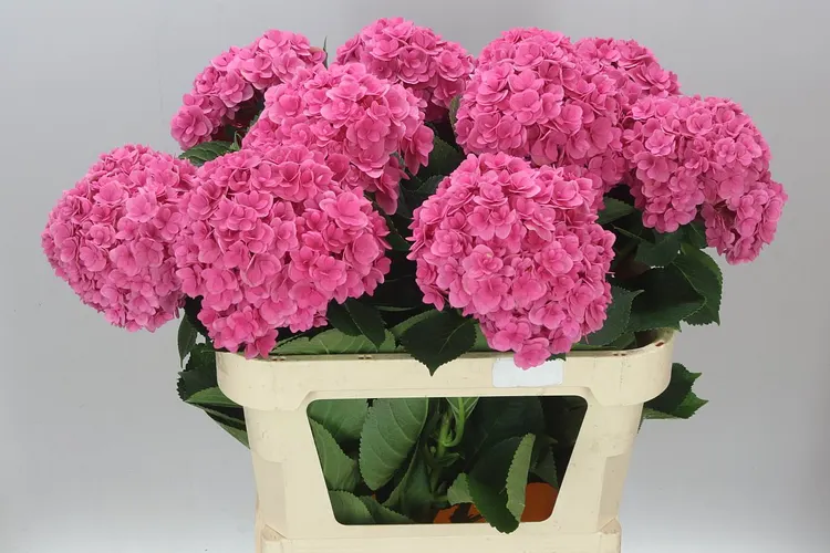 Hortenzia Kiss 80 cm