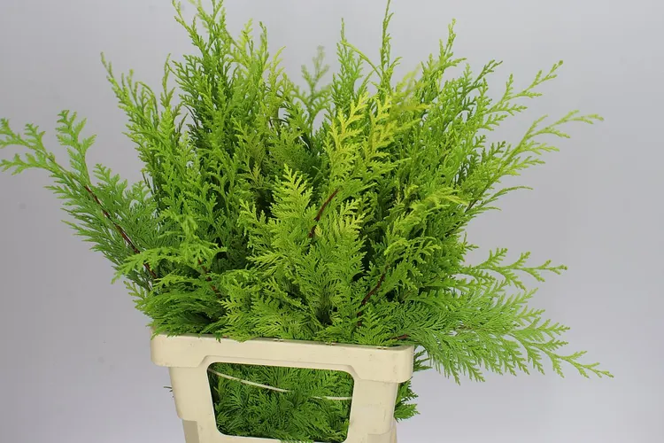 Igg Cuppressus Yvonne 5x10 Stems 65 cm