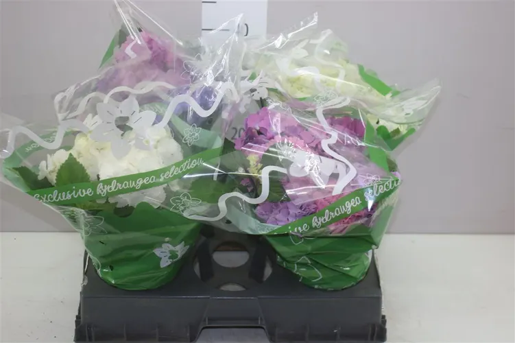 Hortenzia črepníková mix 6+ črepník 14 cm