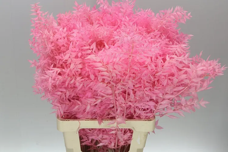 Dried Ruscus Pink 75 cm