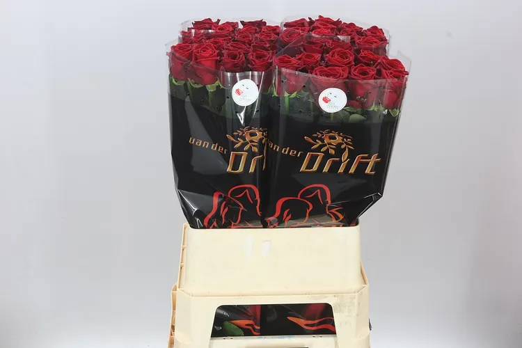 Ruža Red Naomi Drf 90 cm