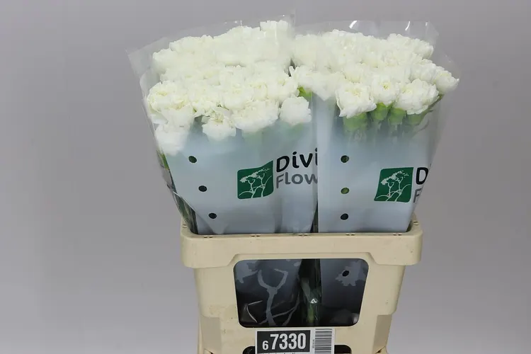 Di St H. Antarctica 60 cm