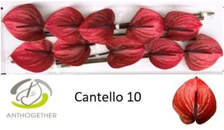 Anth Cantello