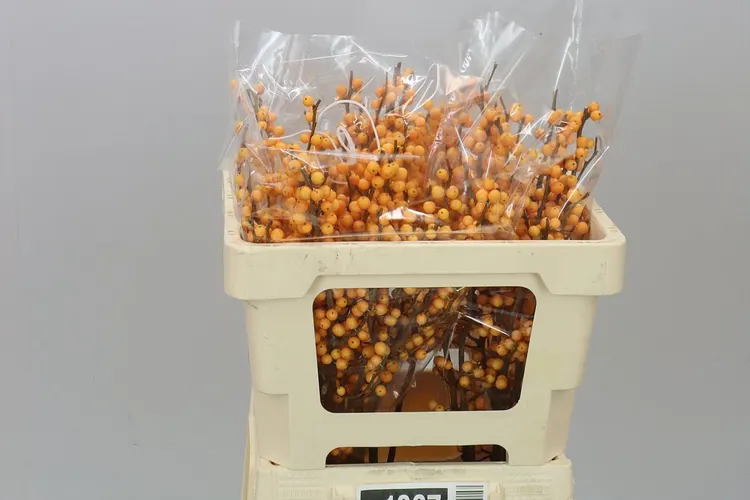 Ilex Golden Verboom 50 cm
