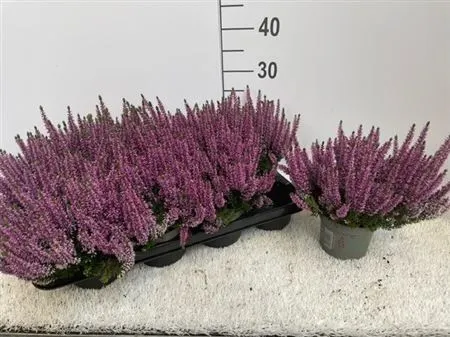 Calluna Beauty Ladies Lila črepník 12 cm