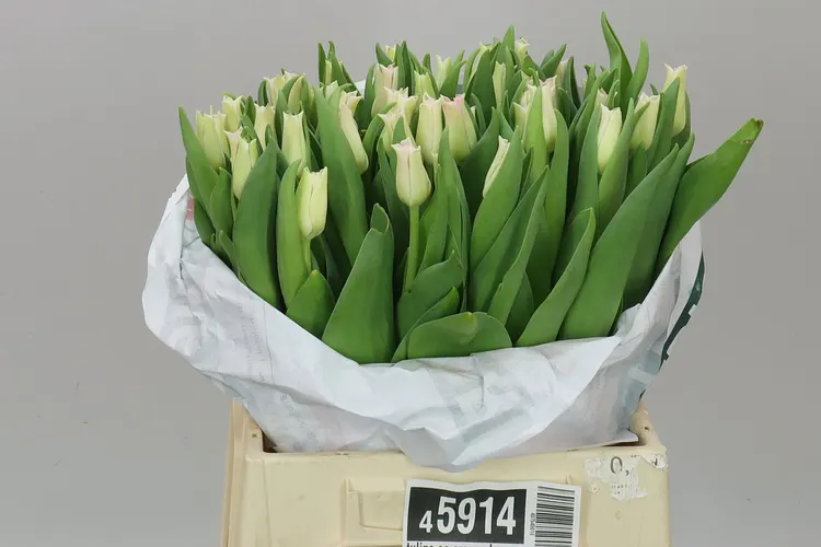 Tulipa Co Crown Dynasty 42 cm