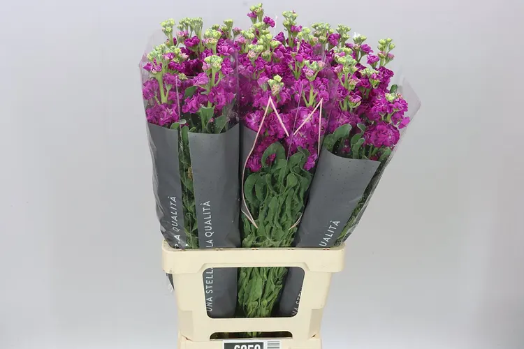 Matthiola Red It. Imp 70 cm