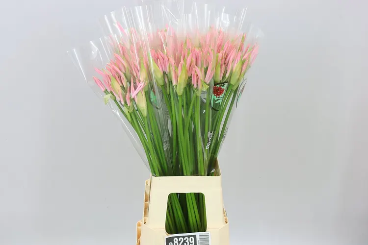 Nerine Bo Vesta K 70 cm