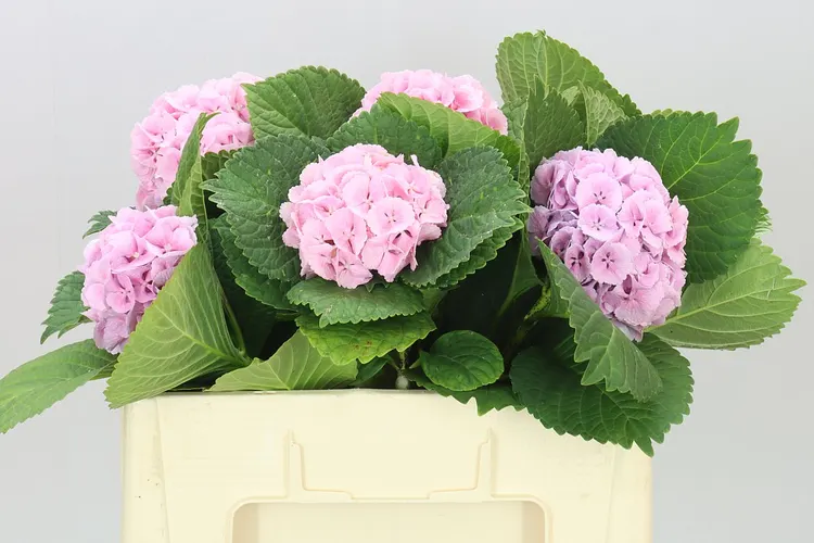 Hortenzia Lolly Pop Pink Pale 50 cm