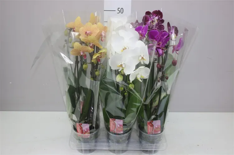 Phal Cascade Mix 2 Tak črepník 12 cm