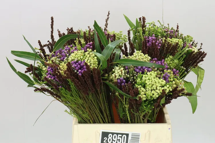 Bq Purple Ice 40 cm