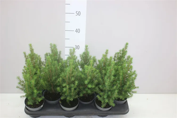 Picea Gl Perfecta črepník 10 cm