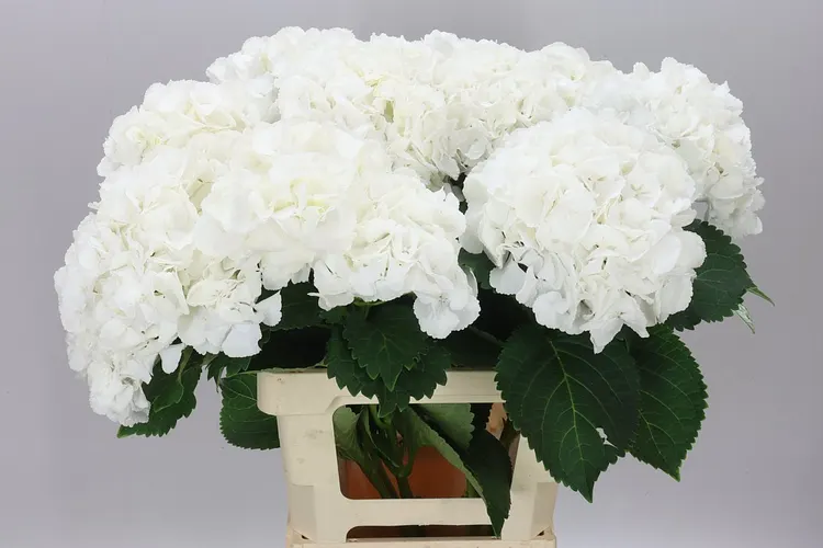 Hyd Princes White 65 cm