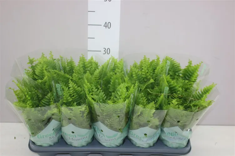 Nephrolepis Green Moment črepník 12 cm