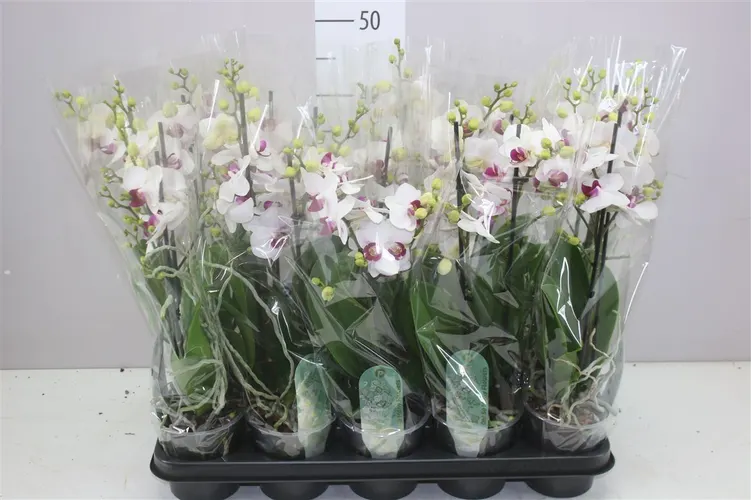 Orchidea Phalaenopsis Mtfl Safe Haven, 2 výhony črepník 12 cm