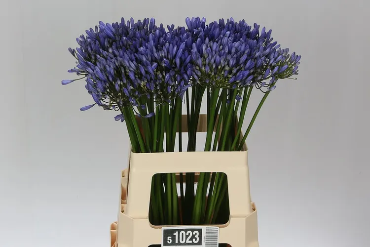 Agapantus (Agapanthus)