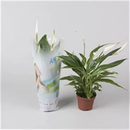 Lopatkovec (Spathiphyllum)