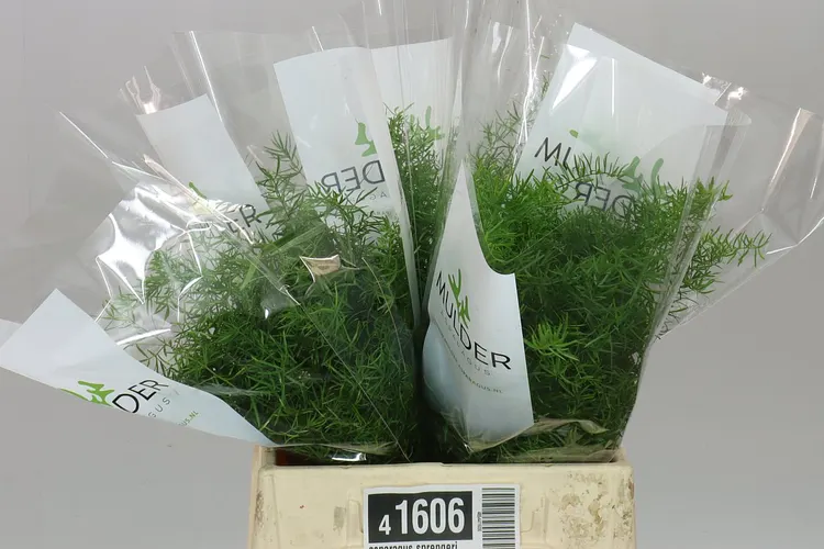 Asparagus Sprengeri 40 cm