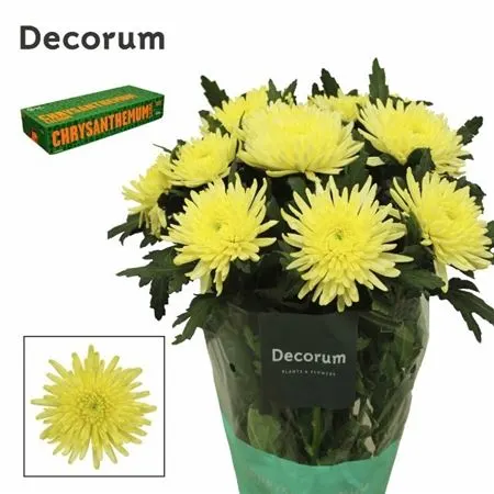 Chr G Topspin Yellow 70 cm
