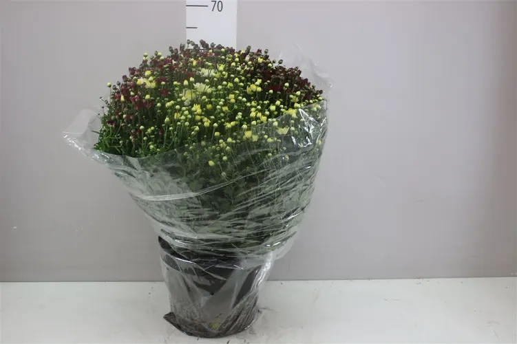 Chrysanth Gr Bol 65cm Carnaval Mix In Pot črepník 26 cm