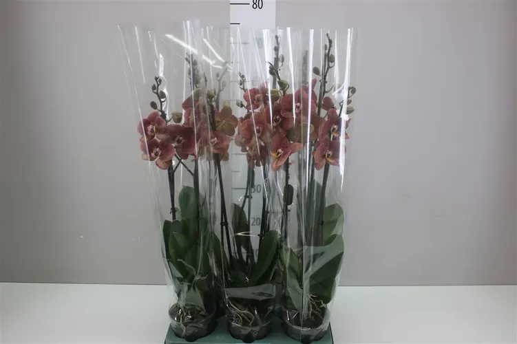 Phal Toulon 2 Tak črepník 12 cm