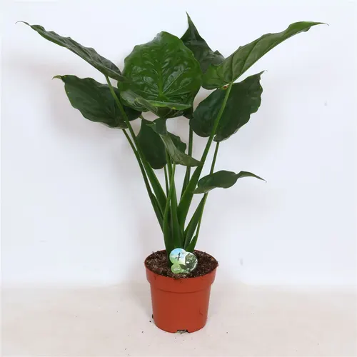 Alocasia Cucullata - Green4life črepník 24 cm