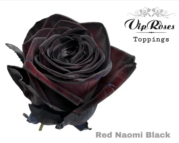 R Gr Red Naomi Black 70 cm