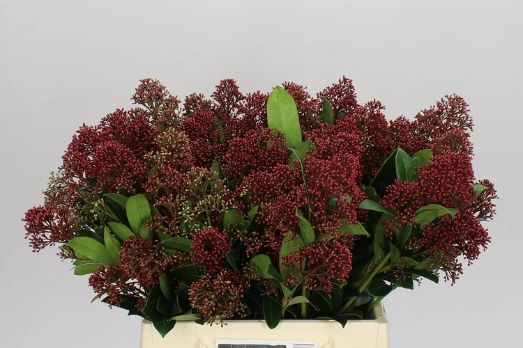 Skimmia Red 40 cm