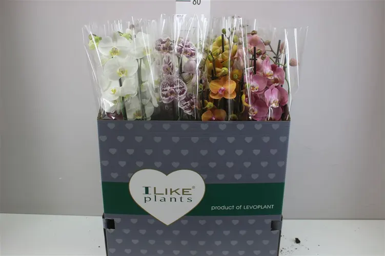 Orchidea Phalaenopsis mix, 3 výhony črepník 12 cm