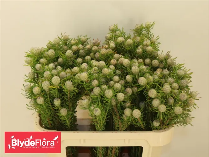 Kaaps Jade Pearl Spray 70 cm
