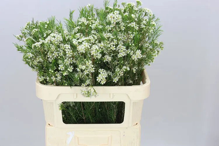 Chame Wax Ofir 70 cm