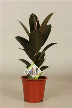 Ficus Melany črepník 14 cm
