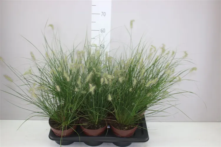 Pennisetum Al Little Bunny črepník 17 cm