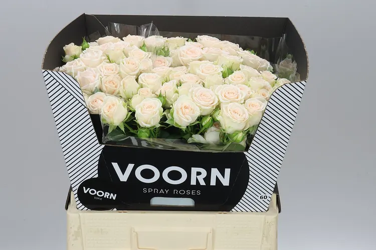 Rosa Tr Sofie 60 cm