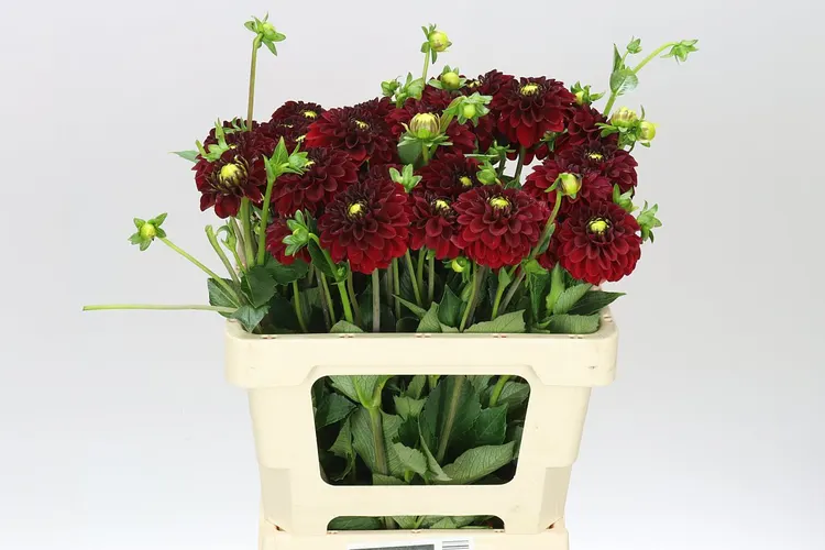 Dahlia Red Fox 50 cm