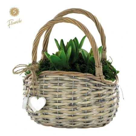 Hyacinth mix 3701 Hengselmand 3pp črepník 21 cm