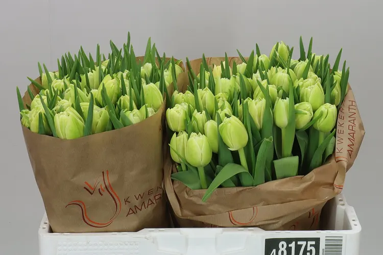 Tulipán plnokvetý Avant Garde 38 cm