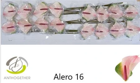 Antúrium Alero