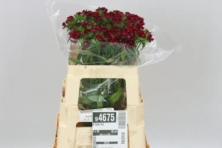 Di Barb Red 55 cm