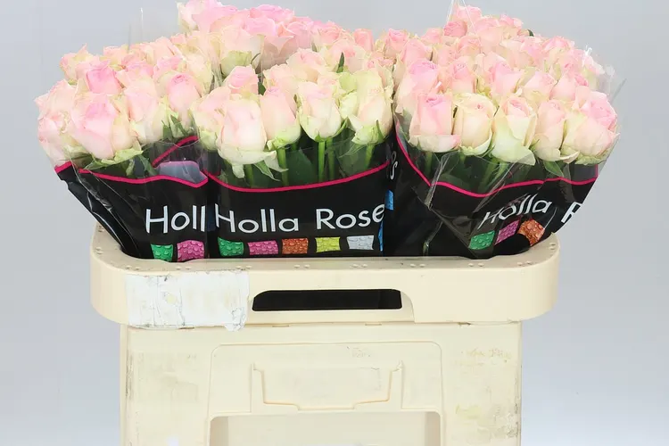 Rosa Gr Avalanche Sorbet 60 cm