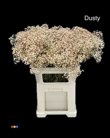 Gyps Xlence Dusty Latte 80 cm