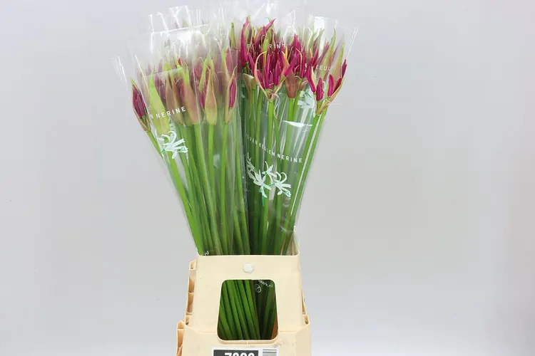 Nerine Bo Mister Nick 70 cm