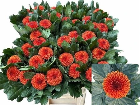 Chryzantéma veľkokvetá Kiev Bicolour 80 cm