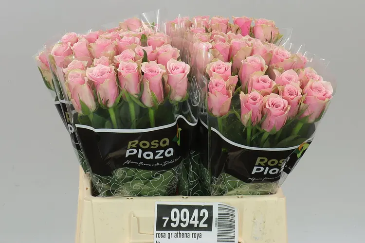 Rosa Gr Athena Royale 40 cm