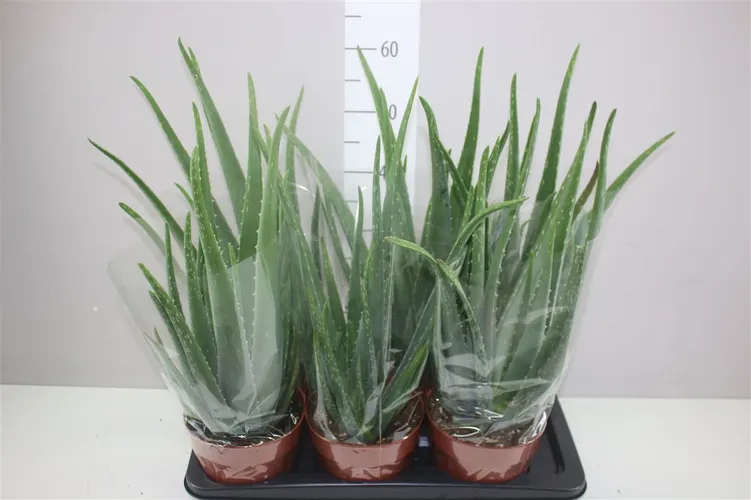 Aloe Vera črepník 17 cm