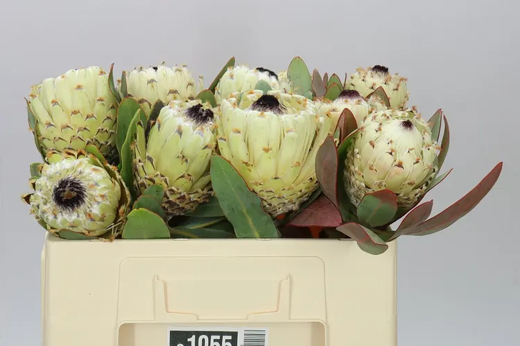 Protea Barbigera Ice Queen 50 cm